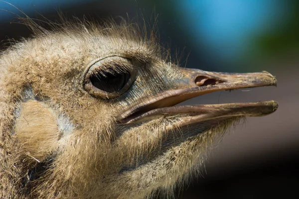Closeup Shot Head Ostrich Captured Sunny Day — Stock Photo, Image
