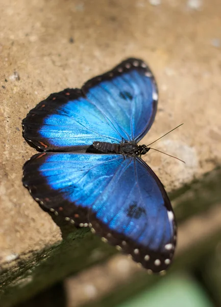 Vertikální Záběr Mrtvého Modrého Motýla Betonovém Povrchu — Stock fotografie