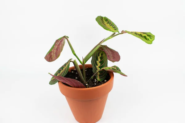 Una Planta Maranta Una Maceta Aislada Sobre Fondo Blanco — Foto de Stock