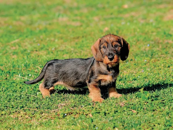 Açık Havada Sevimli Bir Dachshund Köpeğinin Seçici Odak Noktası — Stok fotoğraf