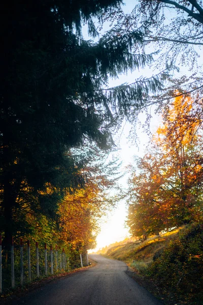 Eine Vertikale Aufnahme Einer Schönen Straße Die Von Bäumen Umgeben — Stockfoto