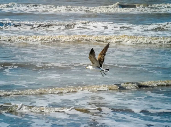 Bellissimo Scatto Gabbiano Volo Basso Sulle Onde Del Mare Con — Foto Stock