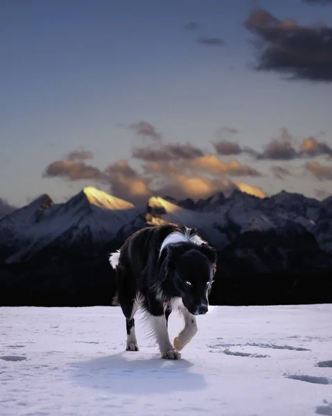 Schöne Aufnahme Eines Hundes Verschneiten Wald — Stockfoto