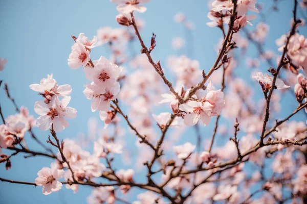 Beautiful Shot Cherry Blossoms Sky Background — Stock Photo, Image