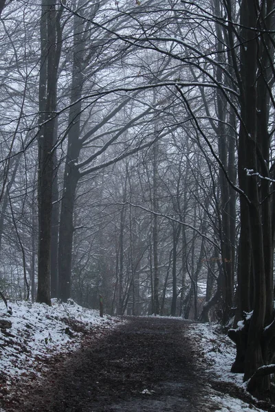 Plano Vertical Estrecho Sendero Bosque Con Nieve Durante Invierno —  Fotos de Stock