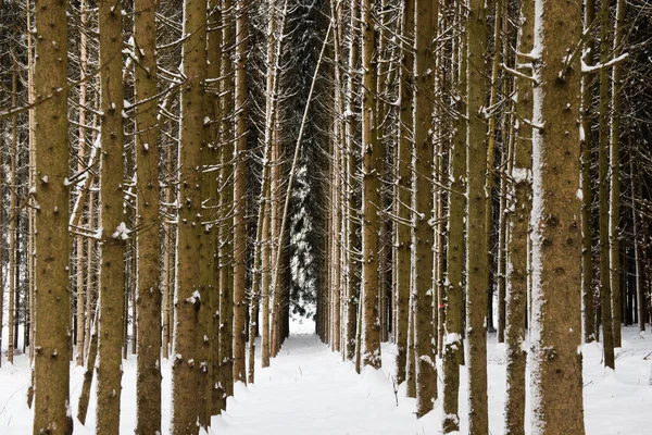 Närbild Snötäckt Skog Med Höga Träd Fångade Dagtid — Stockfoto