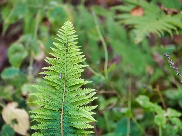 Plan Sélectif Une Fougère Mâle Dans Arrière Plan Des Plantes — Photo