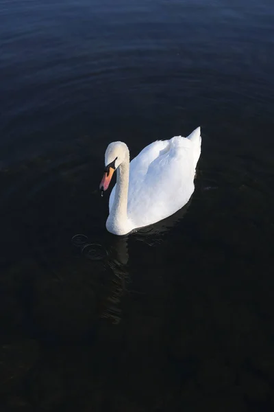 Una Toma Vertical Ángulo Alto Hermoso Cisne Blanco Nadando Agua —  Fotos de Stock