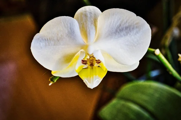 Phalaenopsis Egy Nemzetség Közismert Alevilla Orchideák Pillangó Orchideák Száj Orchideák — Stock Fotó