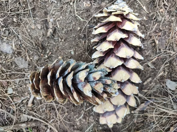 Zbliżenie Ujęcie Dwóch Szyszek Pinus Ayacahuite Odizolowanych Ziemi Ciągu Dnia — Zdjęcie stockowe