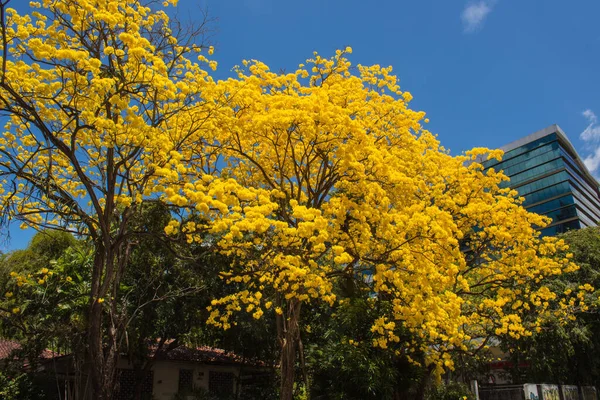 Nízký Úhel Záběru Jasně Žlutého Tabebuia Stromu Proti Modré Obloze — Stock fotografie