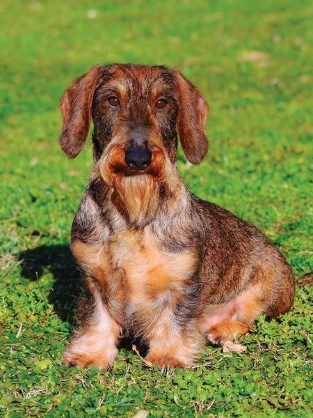 かわいいダックスフントの子犬の選択的フォーカスショット屋外 — ストック写真