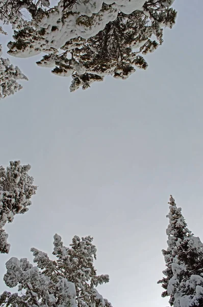 Plan Angle Bas Cimes Arbres Enneigées Une Journée Sous Ciel — Photo