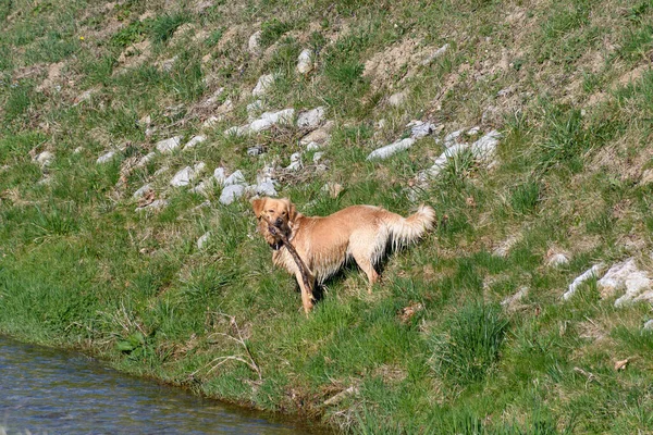 Cão Doméstico Bege Brincando Com Uma Vara Perto Lago Sob — Fotografia de Stock