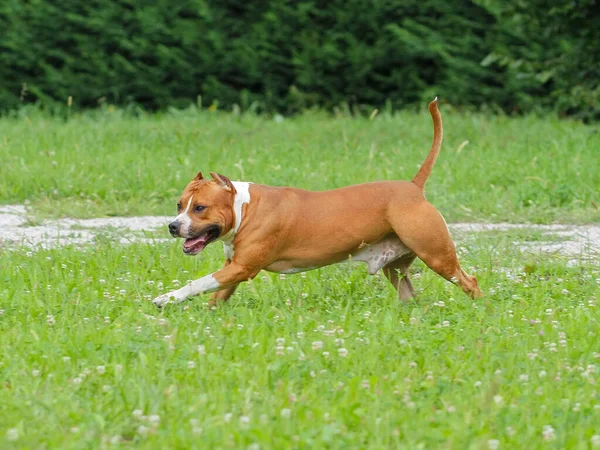 Selektiv Fokusbild Söt Amerikansk Staffordshire Terrier Utomhus — Stockfoto