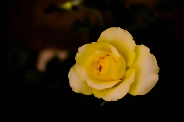 Nahaufnahme Einer Einzigen Gelben Rosenblüte Sanften Unschärfen Auf Unscharfem Schwarzem — Stockfoto