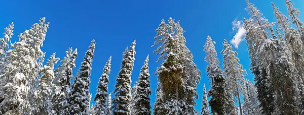 Panoramabild Över Trädtopparna Skog Dagtid Den Blå Himlen — Stockfoto