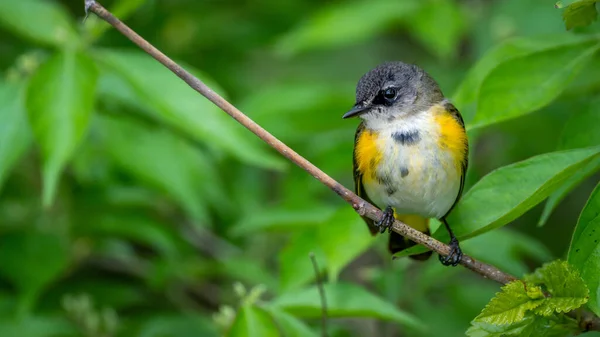 Hausrotschwanz Während Der Frühlingswanderung Setophaga Ruticilla — Stockfoto