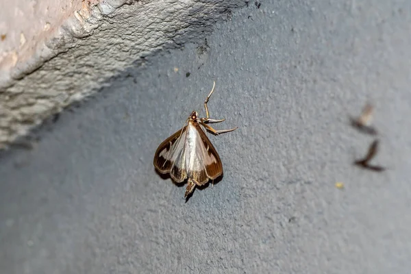 Plan Angle Élevé Papillon Nuit Avec Jolis Motifs Soignés Sur — Photo