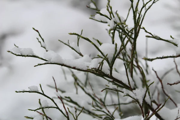 Zbliżenie Ujęcia Gałęzi Drzew Pokrytych Śniegiem — Zdjęcie stockowe