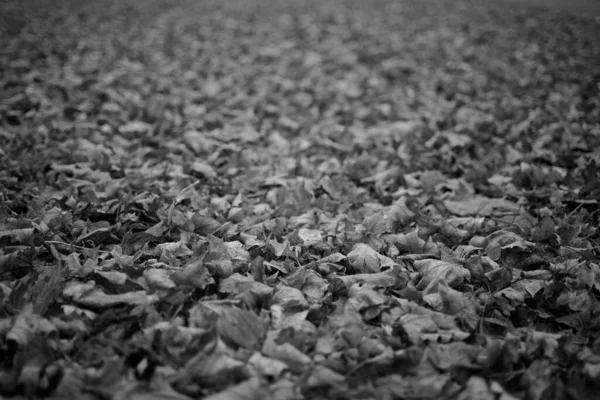 秋天的黑白照片像地毯一样盖满了大地 — 图库照片