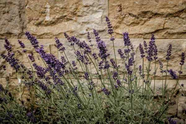 Een Selectieve Focus Shot Van Mooie Lavendelplanten Door Een Stenen — Stockfoto