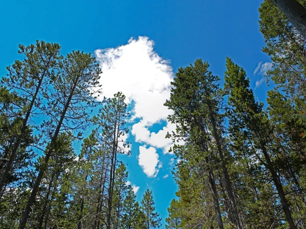 Tiro Ângulo Baixo Árvores Verdes Altas Dia Sob Céu Nublado — Fotografia de Stock