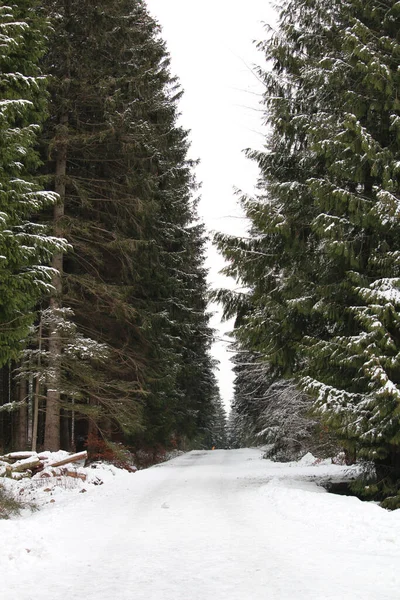 Plan Vertical Sentier Avec Des Pins Couverts Neige Pendant Hiver — Photo