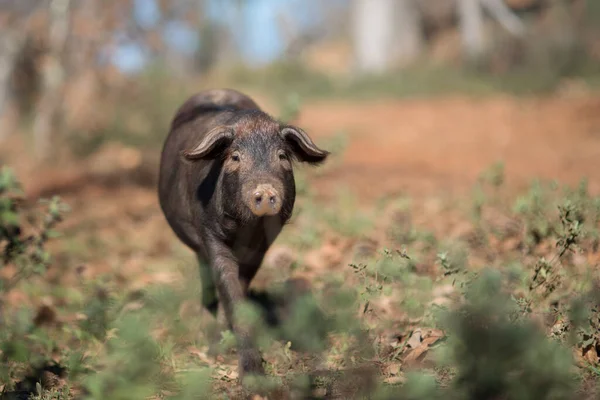 Eine Selektive Fokusaufnahme Eines Wildschweins Beim Spazierengehen Wald — Stockfoto