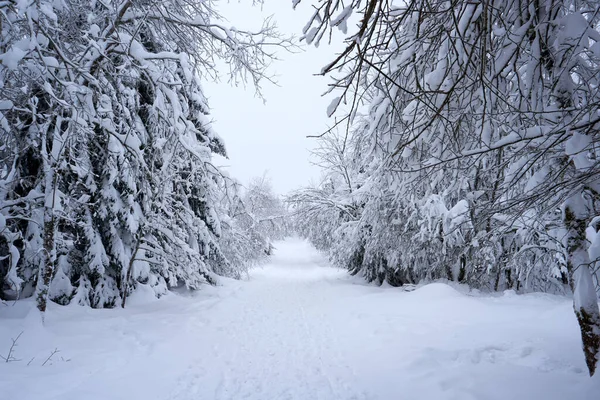 森林里一条美丽的小径被白雪覆盖的树木环绕着 — 图库照片