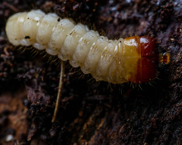 Tiro Macro Larvas Insetos Rastejando Solo — Fotografia de Stock