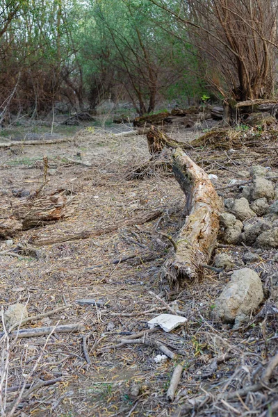 Velhos Troncos Árvore Caídos Mortos Chão Uma Floresta — Fotografia de Stock