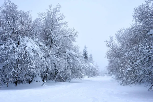 森林里一条美丽的小径被白雪覆盖的树木环绕着 — 图库照片