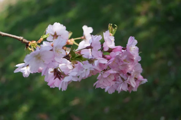 Une Prise Vue Sélective Pommier Fleur — Photo