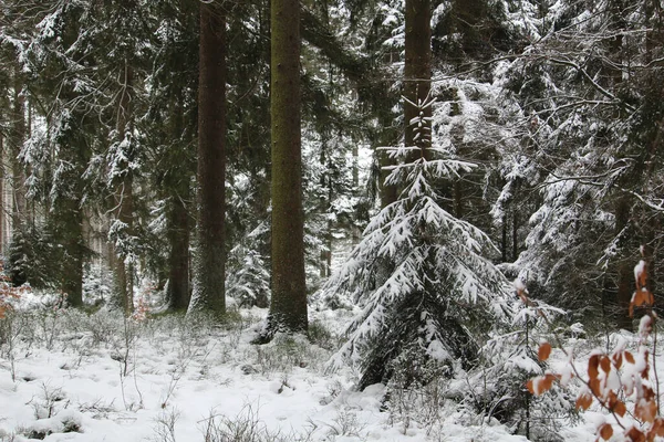 森林里被雪覆盖着的树木 — 图库照片