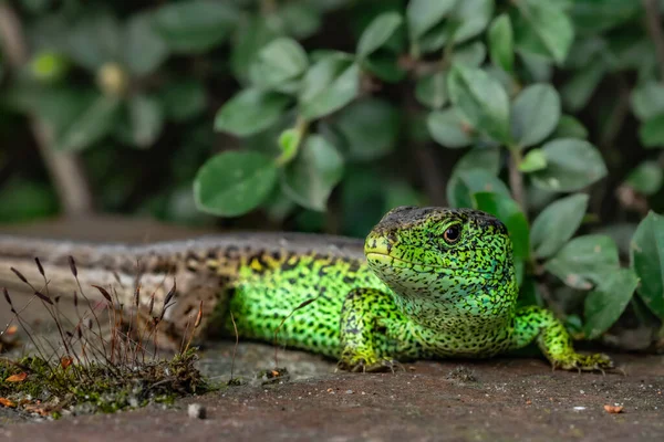 熱帯雨林で捕獲されたエキゾチックなトカゲの選択的焦点ショット — ストック写真
