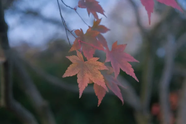 Detailní Záběr Podzimního Listí Visícího Větvi — Stock fotografie