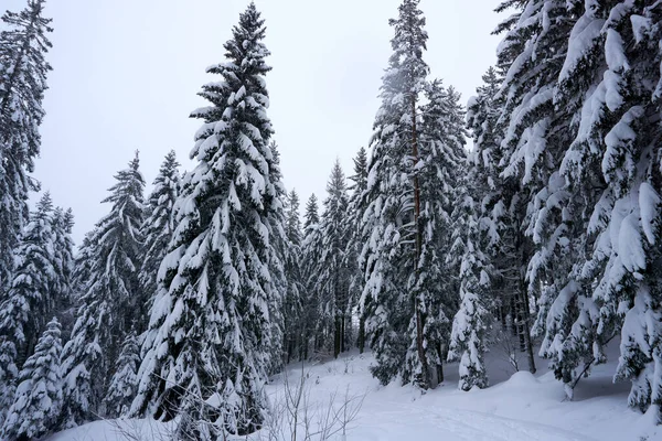 Fascinante Disparo Hermosos Árboles Cubiertos Nieve Bosque — Foto de Stock