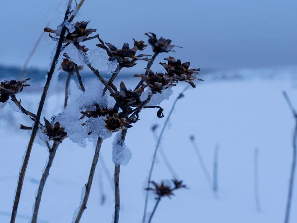 Gros Plan Une Plante Sèche Recouverte Neige Pendant Hiver — Photo