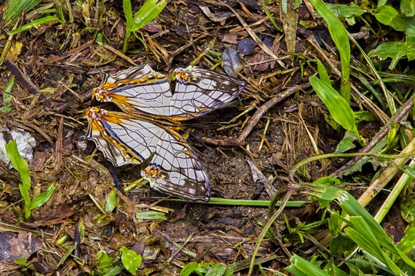 Brauner Schmetterling Mischt Sich Blätter Und Felsen Des Waldbodens — Stockfoto