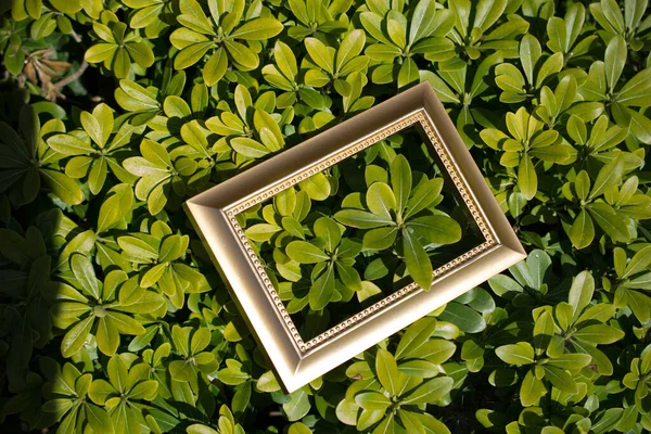 Vysoký Úhel Záběru Zlatého Rámu Krásné Zelené — Stock fotografie