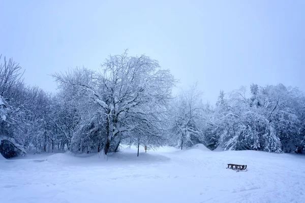 Fascinerande Bild Vackra Snötäckta Träd Skogen — Stockfoto