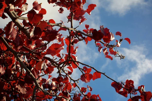 Een Lage Hoek Shot Van Boom Takken Met Rode Bladeren — Stockfoto