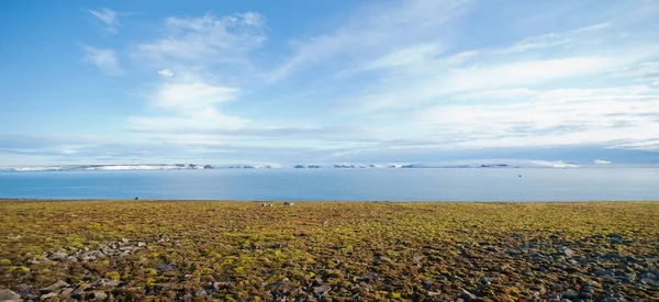 北极多云的天空下覆盖着苔藓的岩石海滩的美丽景色 — 图库照片