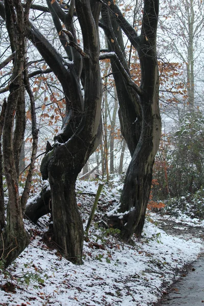 Tiro Vertical Árvores Cobertas Neve Longo Estrada — Fotografia de Stock