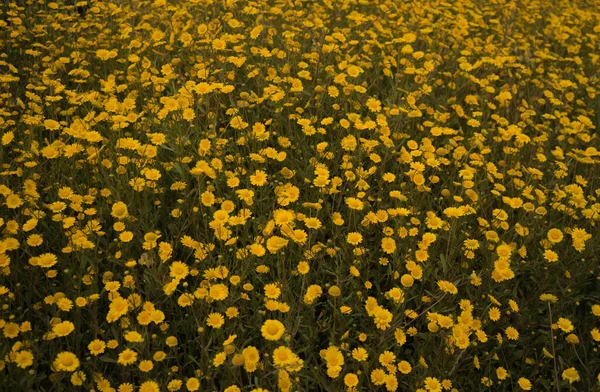 Campo Margaridas Bonitas Pôr Sol — Fotografia de Stock