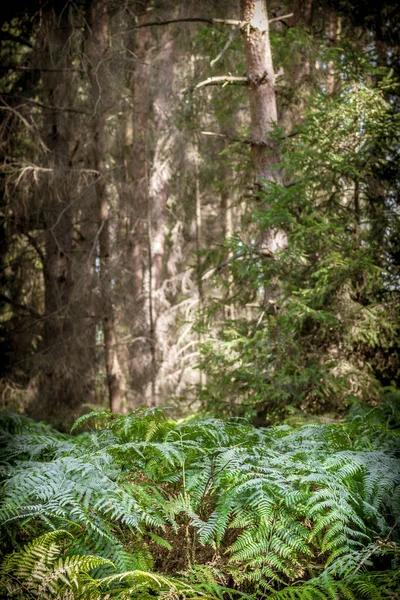 Plan Vertical Des Arbres Des Fougères Capturés Dans Une Forêt — Photo