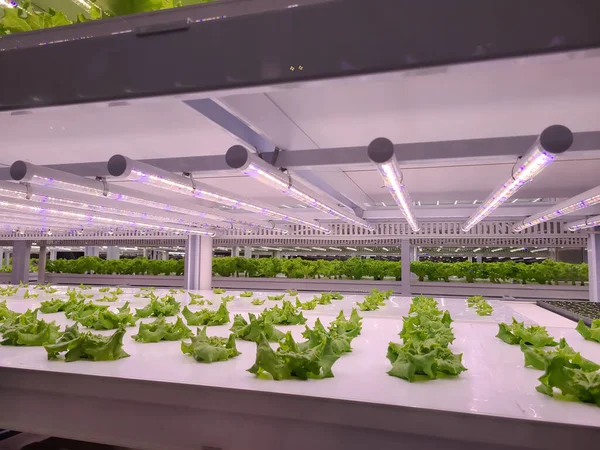 Çiftlikte Sebzeler Yetiştiriliyor Dikey Çiftlik Dikey Tarım Gelecekteki Gıdalar Için — Stok fotoğraf