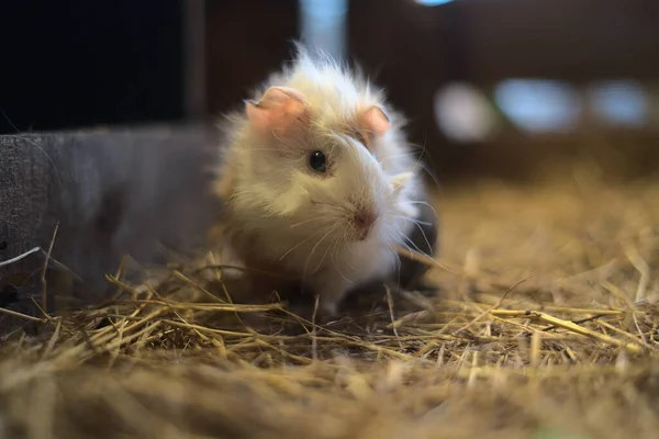 Eine Selektive Fokusaufnahme Von Weißen Meerschweinchen — Stockfoto