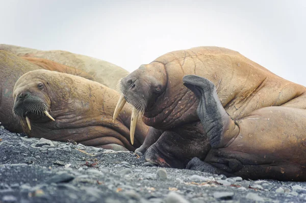Een Groep Walrussen Een Strand Het Noordpoolgebied Franz Josef Land — Stockfoto